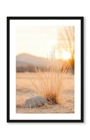 Solitary Bush in Dry Field at Sunset