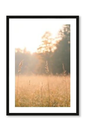 Golden Hour Grassland: Pale Sunrise Over Dew-Kissed Field
