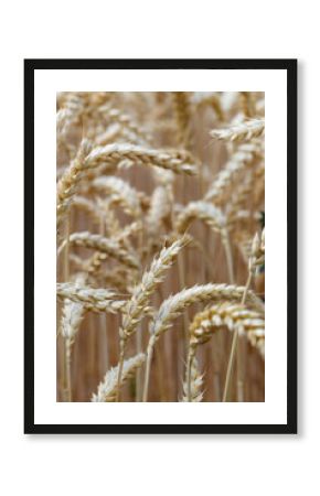 Field of Ripe Wheat