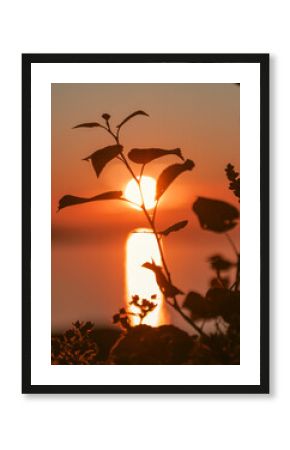 Flower in the Sunset