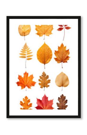 PNG Autumn maple leaf set, transparent background