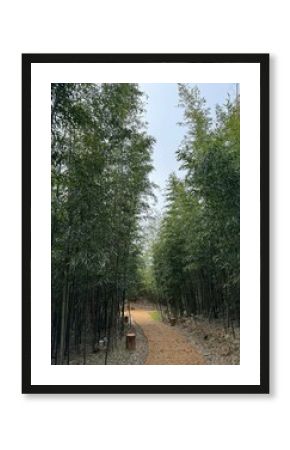 Bamboo forest in Korea 