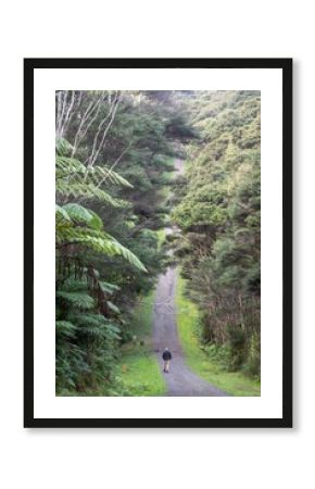 A man walks along a gravel path through a lush forest of ferns and trees in the Waitakeres, Titirangi, Auckland, New Zealand. He is enjoying the peace and quiet of nature.