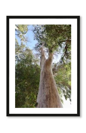 eucalyptus alley fairy green forest. Sunny day in the shade of eucalyptus trees 