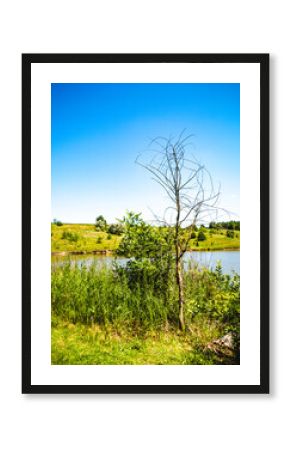 A dry tree near a lake in the reeds against the background of a bright blue sky.