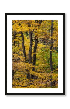 The trunks of maple trees surrounded by yellow autumn foliage