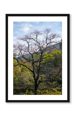 A solitary old tree with bare branches reaches towards a cloudy blue sky against a backdrop of autumn foliage and distant green hills.