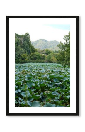Vertical view of a field of lotus flowers with mountains in the background