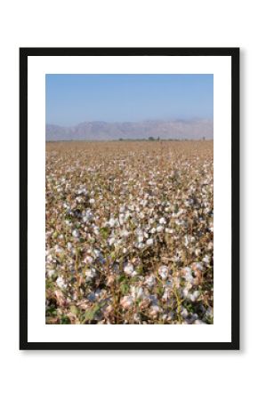 Plantio de algodon en el valle de MEXICALI en Baja California MEXICO, con montes en el fondo, fotografia vertical