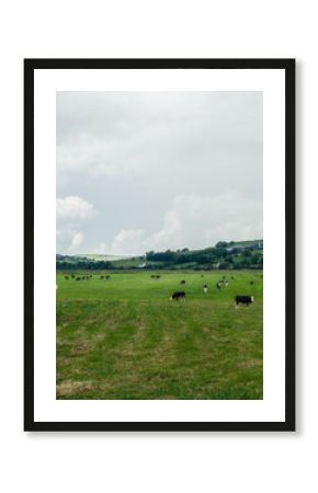 A rural landscape with grazing livestock. Cows graze in a vibrant green field.
