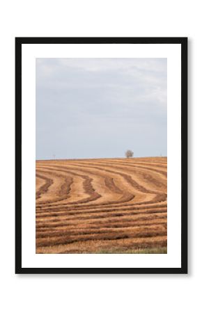 Harvested Field Under Cloudy Sky