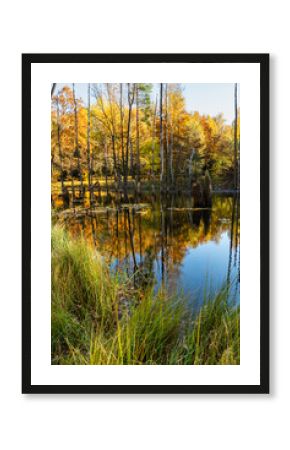 A pond in a park in autumn. Mining subsidence area, dead trees in the water. Mining damage. Muchowiec, Katowice, Silesia, Poland