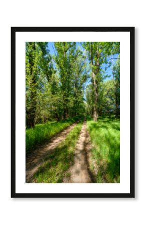 A picturesque spring scene in the woods, with a muddy path and the sun shining through the tree foliage onto the ground.