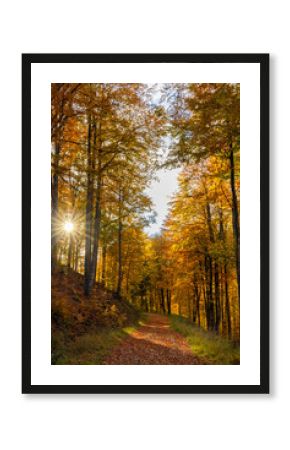 The sun among the autumn trees. Natural autumn landscape in the forest. A path in the autumn forest and the sun in the background