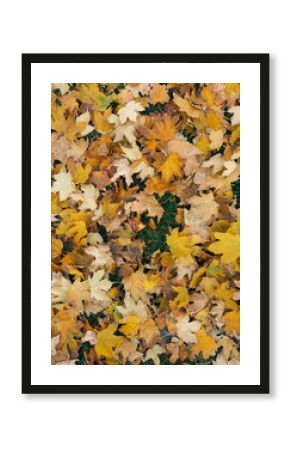 A close-up of dry autumn maple leaves. Yellow foliage background. Perfect for autumn backgrounds, phone wallpapers, seasonal posters, and creating natural textures.