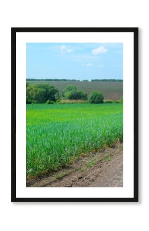 Vibrant Green Field of Cereal Crops and Dirt Road in Rural Landscape.