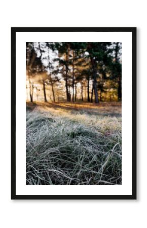 Frost on green grass in a forest. Autumn morning scene in pine woodland.