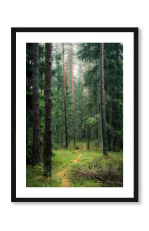 Old European forest with a scenic path leading through a lush pine trees in Latvia. Deep green colors and dreamy landscape. 