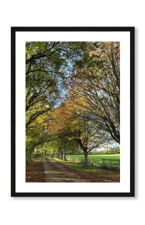 Autumn trees and country lane, Somerest, England