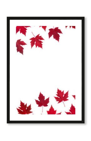 Red maple leaves on white background. Top view, flat lay
