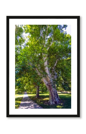 Large sycamore tree in Janka Krala Park in Bratislava. Tall sycamore tree in Janka Krala Park with summer sunlight in Bratislava, Slovakia.