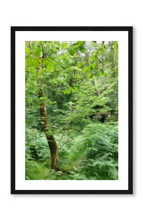 The truly green forest 