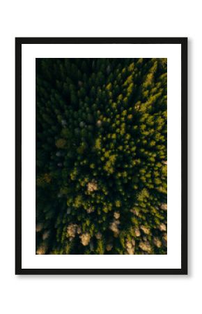 Aerial capture of a colourful autumn landscape in the forest during sunset