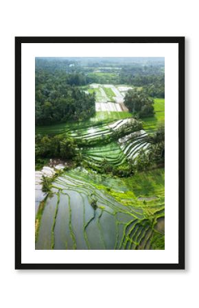 Shimmering Water-Filled Bali Rice Terraces In Lush Tropical Countryside