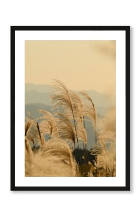 秋の風物詩　ススキ