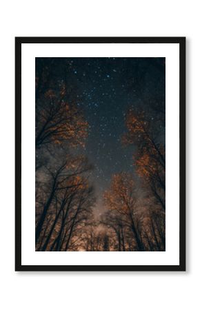 Trees Under a Starry Night Sky.