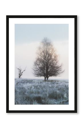 A lone, frost-covered tree stands in a misty meadow at dawn, creating a serene winter landscape in Loch Lomond & the Trossachs National Park, Scotland.