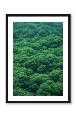 Lush green forest canopy viewed from above on a calm day