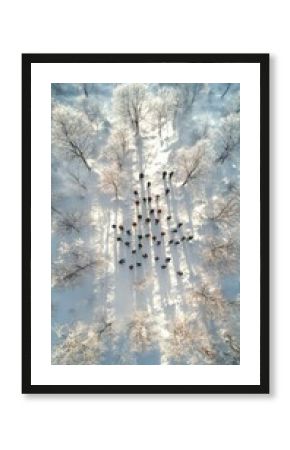 Aerial View of Tree Planting Volunteers on Frosty Snow-Covered Slope in Morning Light