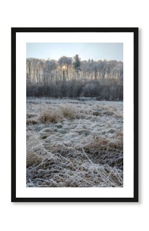 Frost-Kissed Grasses In A Serene Winter Landscape: A Delicate Dance Of Ice And Nature In Soft Morning Light