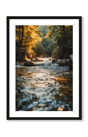 a river or creek running through a forest with the sun streaming through the trees 