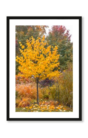 Eastern Redbud (Cercis canadensis) is a small, deciduous tree. Admired for its striking early spring blossoms, heart-shaped foliage and beautiful golden color in the fall and Pennisetum alopecuroides 