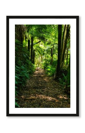 Walking track in dense forest with eucalyptus trees and giant tree ferns in the vicinity of Walhalla, Gippsland, Victoria, Australia 