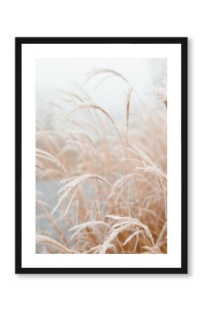 Abstract natural background of soft plants Cortaderia selloana. Frosted pampas grass on a blurry bokeh, Dry reeds boho style. Patterns on the first ice. Earth watching