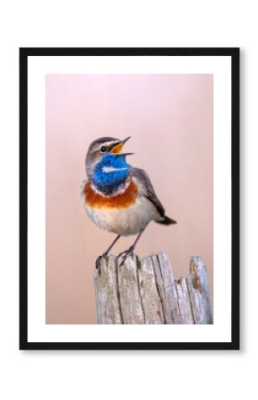 Bluethroat bird close up ( Luscinia svecica )