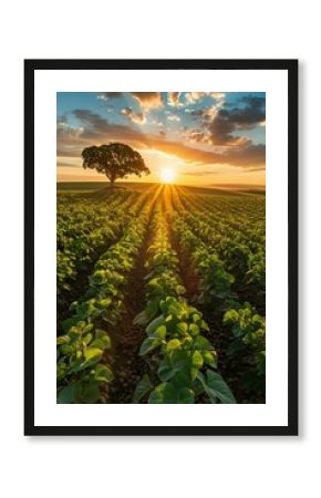 Sunset over a green soybean field. Agriculture and farming landscape photography. Rural beauty