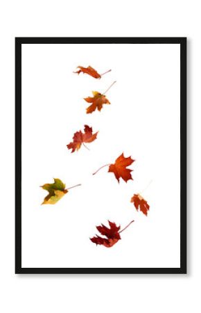 Falling autumn maple multicolored leaves cut out 