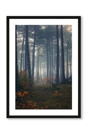 misty autumn forest in the morning 