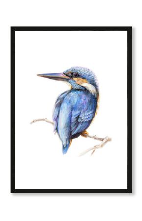 Watercolor pencil illustration of a kingfisher bird, sitting on a tree branch. Hand drawn picture of a bright blue bird isolated on white background.