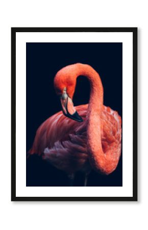 Zakończenie różowy flaminga ptak