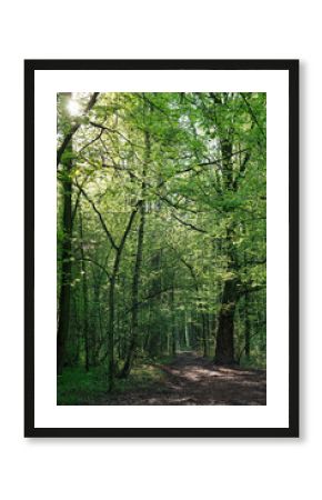 forest scenery with sun rays falling through trees, beautiful nature background. trees with young bright green foliage in spring forest. landscape with pathway in sunny day. wildlife, travel concept