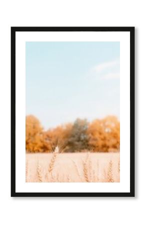 Golden Wheat Field Under a Light Blue Sky
