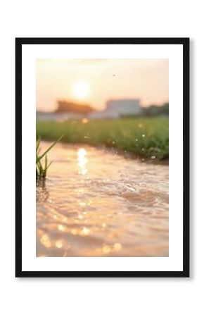 Soft Sunset Light Reflecting on a Puddle of Water in a Grassy Field