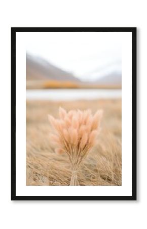 Solitary Pampas Grass Bush in a Dry Field Under Soft Light
