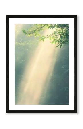Sunlit Mist in a Dense Bamboo Forest