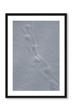 footprints of a muskrat on snow